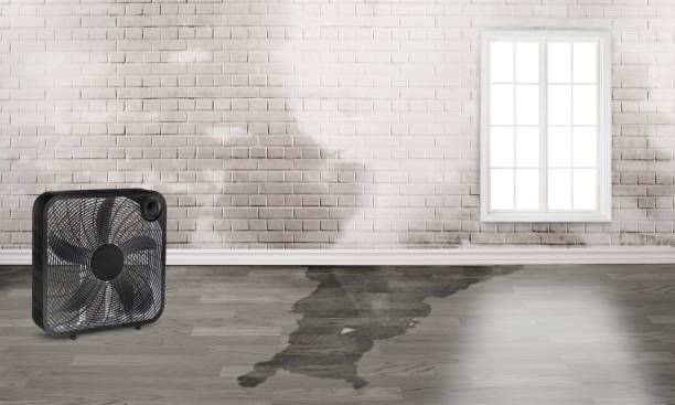 Best Mold removal after water damage  in Gonzales, LA